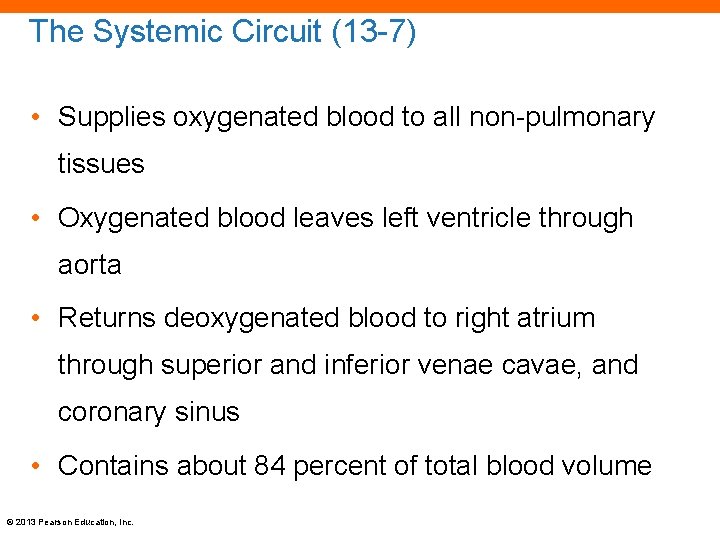 The Systemic Circuit (13 -7) • Supplies oxygenated blood to all non-pulmonary tissues •
