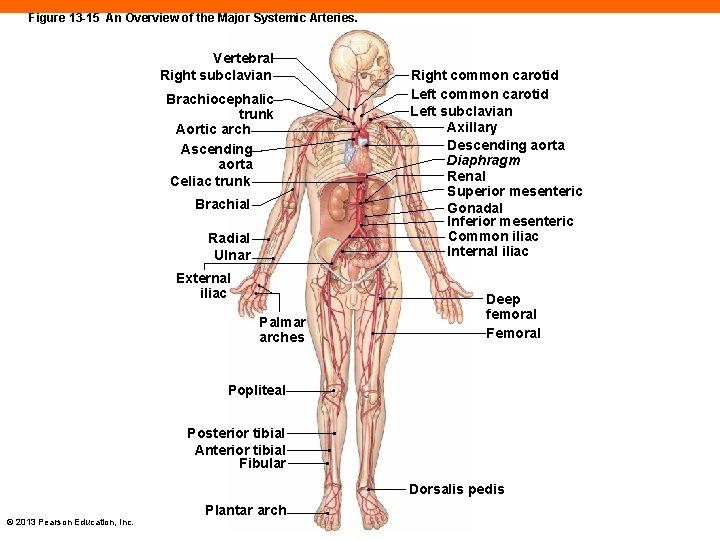 Figure 13 -15 An Overview of the Major Systemic Arteries. Vertebral Right subclavian Brachiocephalic