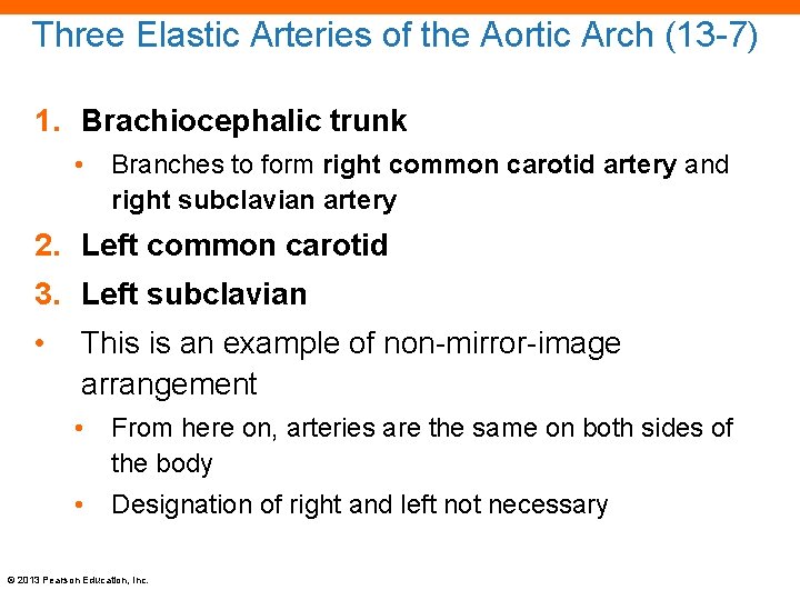 Three Elastic Arteries of the Aortic Arch (13 -7) 1. Brachiocephalic trunk • Branches