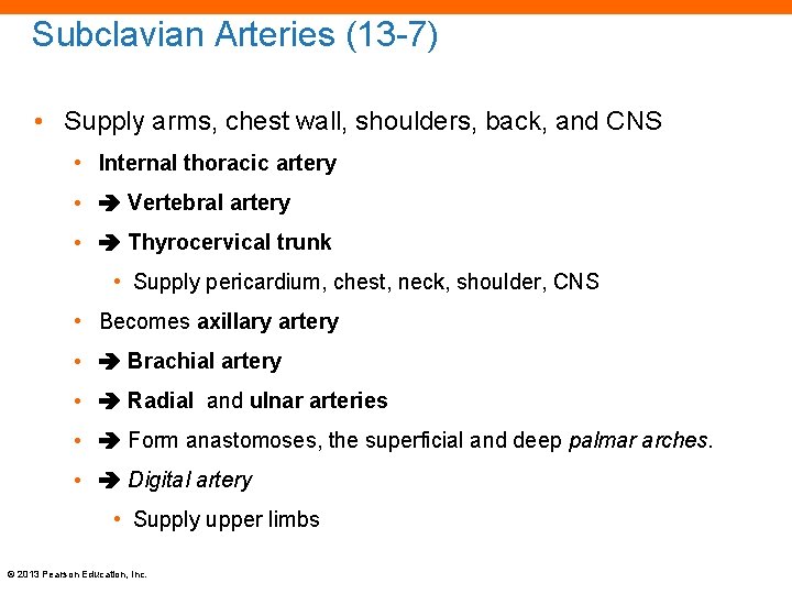 Subclavian Arteries (13 -7) • Supply arms, chest wall, shoulders, back, and CNS •