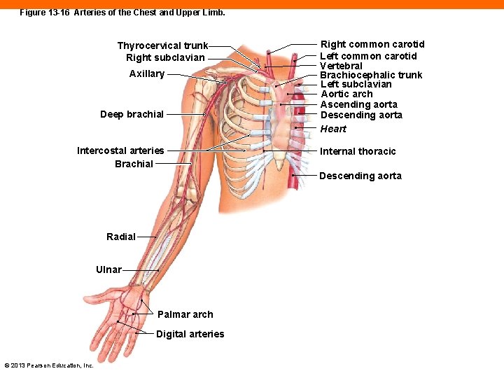 Figure 13 -16 Arteries of the Chest and Upper Limb. Thyrocervical trunk Right subclavian