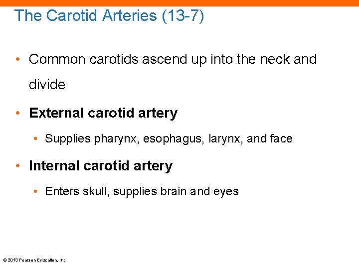 The Carotid Arteries (13 -7) • Common carotids ascend up into the neck and