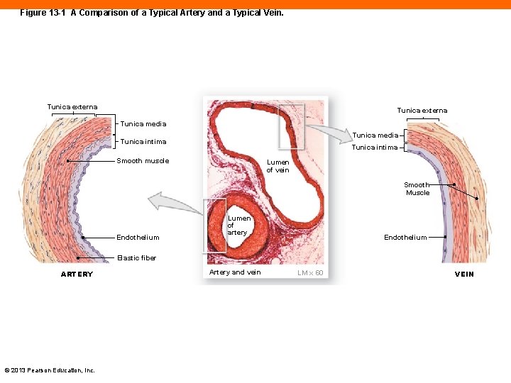 Figure 13 -1 A Comparison of a Typical Artery and a Typical Vein. Tunica