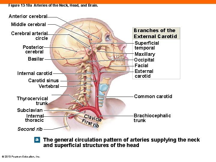 Figure 13 -18 a Arteries of the Neck, Head, and Brain. Anterior cerebral Middle