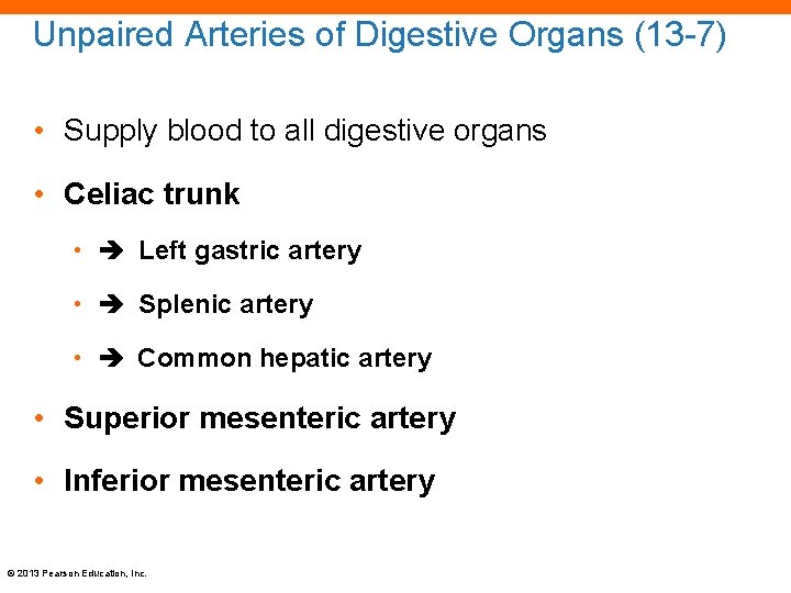 Unpaired Arteries of Digestive Organs (13 -7) • Supply blood to all digestive organs