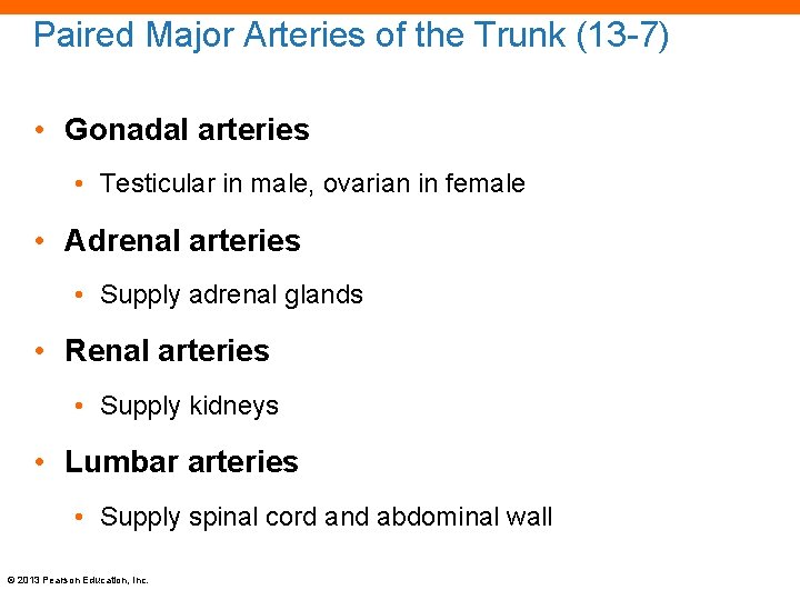 Paired Major Arteries of the Trunk (13 -7) • Gonadal arteries • Testicular in