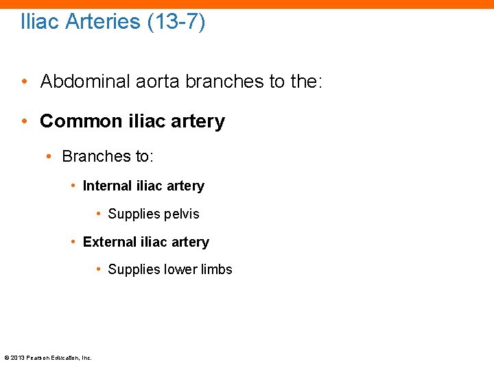 Iliac Arteries (13 -7) • Abdominal aorta branches to the: • Common iliac artery