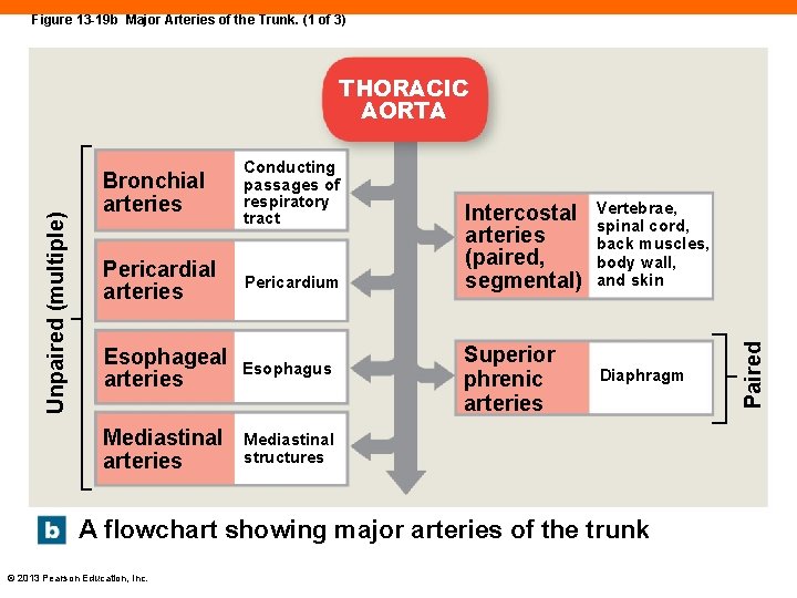Figure 13 -19 b Major Arteries of the Trunk. (1 of 3) Bronchial arteries
