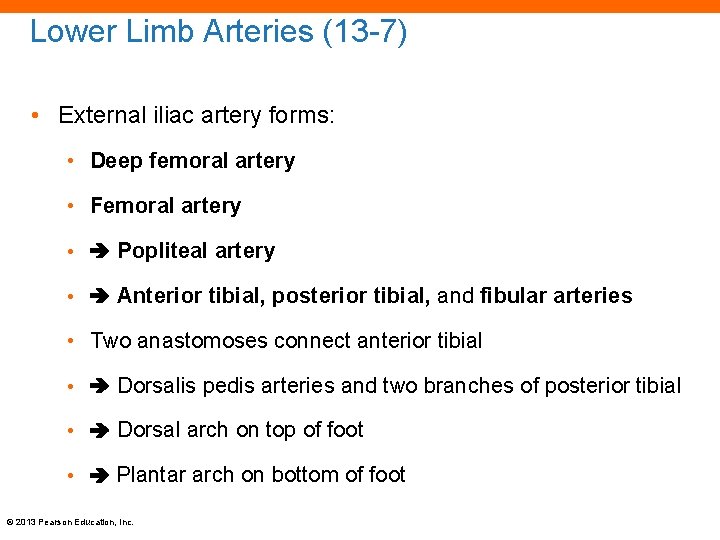 Lower Limb Arteries (13 -7) • External iliac artery forms: • Deep femoral artery