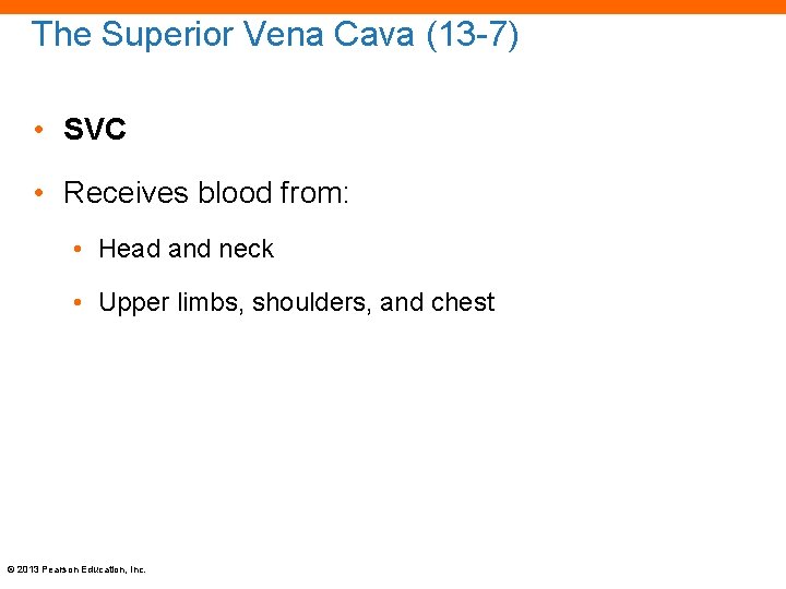 The Superior Vena Cava (13 -7) • SVC • Receives blood from: • Head