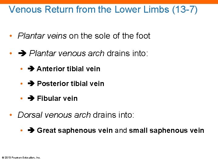 Venous Return from the Lower Limbs (13 -7) • Plantar veins on the sole