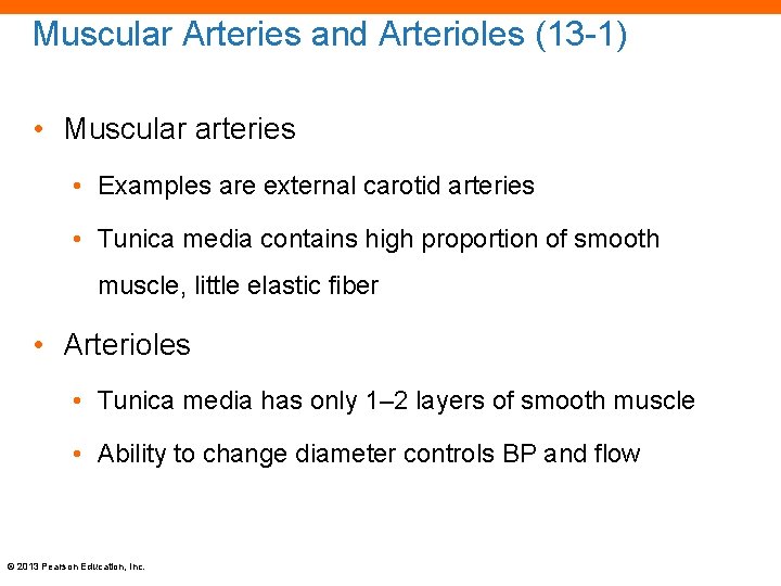 Muscular Arteries and Arterioles (13 -1) • Muscular arteries • Examples are external carotid