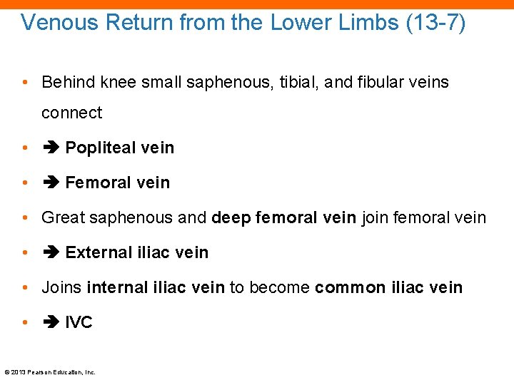 Venous Return from the Lower Limbs (13 -7) • Behind knee small saphenous, tibial,