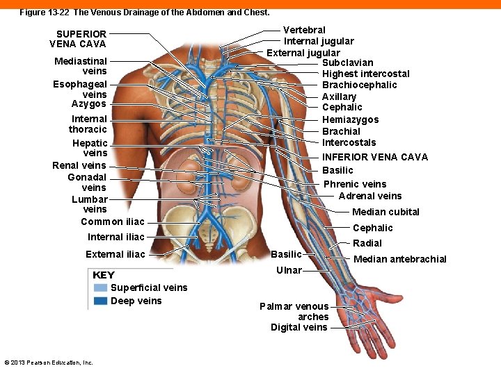 Figure 13 -22 The Venous Drainage of the Abdomen and Chest. SUPERIOR VENA CAVA