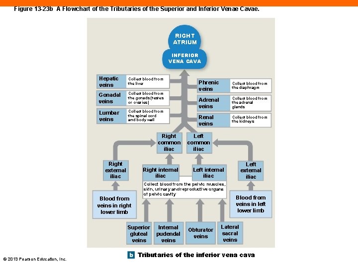 Figure 13 -23 b A Flowchart of the Tributaries of the Superior and Inferior