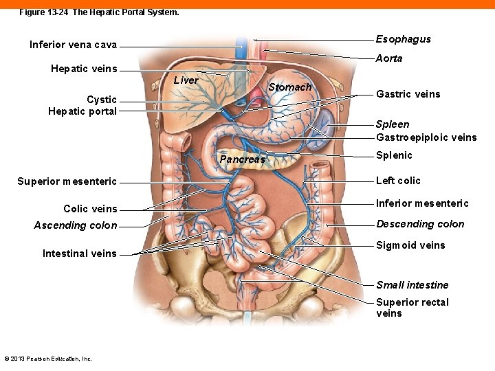 Figure 13 -24 The Hepatic Portal System. Esophagus Inferior vena cava Aorta Hepatic veins