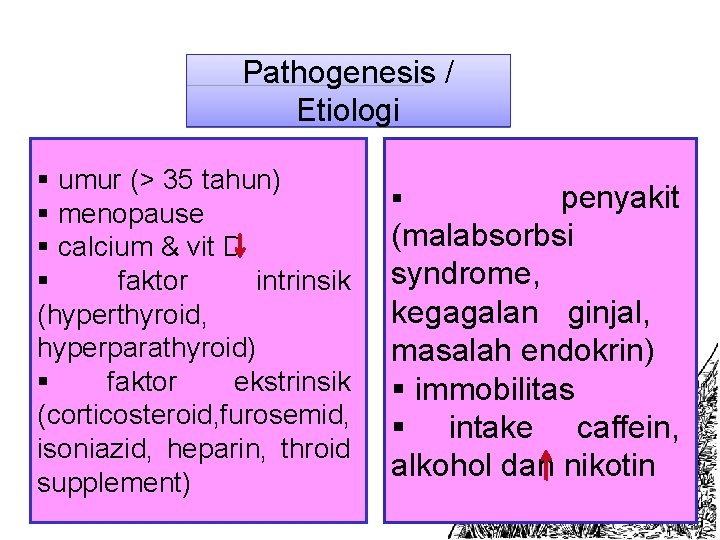 Pathogenesis / Etiologi § umur (> 35 tahun) § menopause § calcium & vit