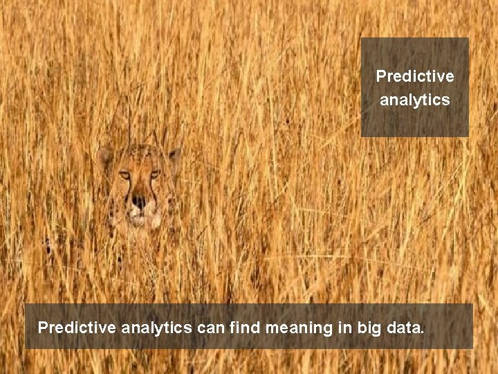 Predictive analytics can find meaning in big data. 