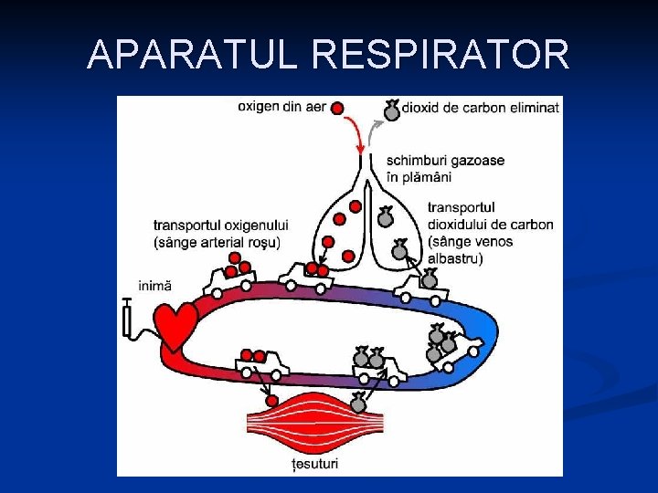 APARATUL RESPIRATOR 