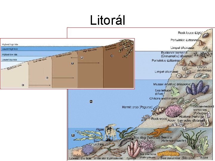 Litorál 