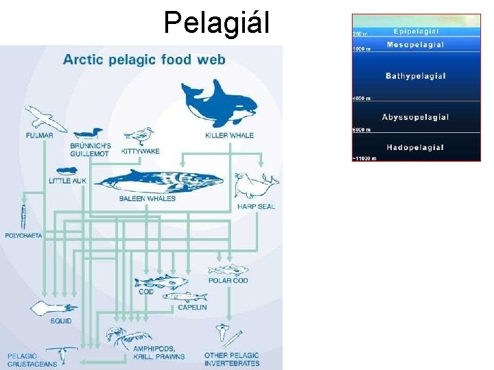 Pelagiál 