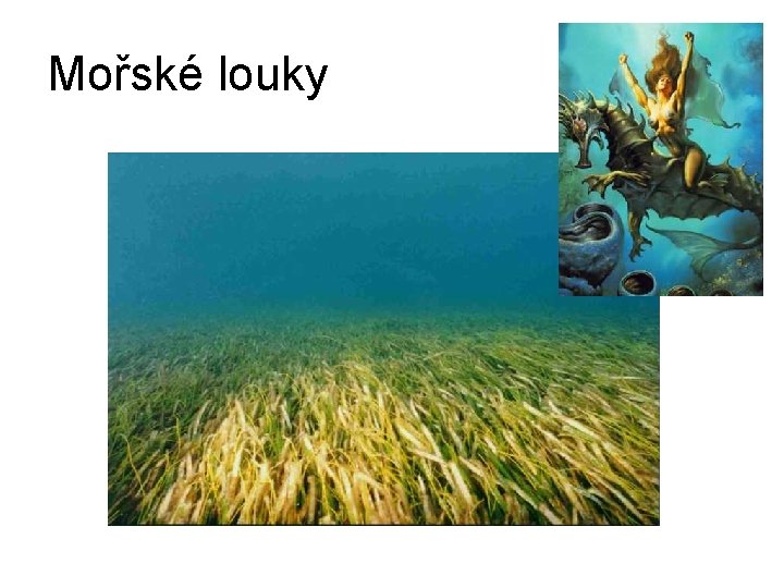 Mořské louky 