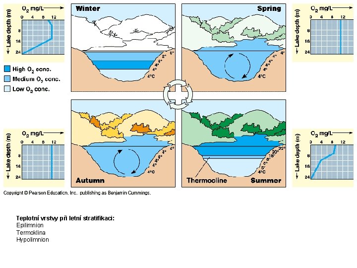 Teplotní vrstvy při letní stratifikaci: Epilimnion Termoklina Hypolimnion 