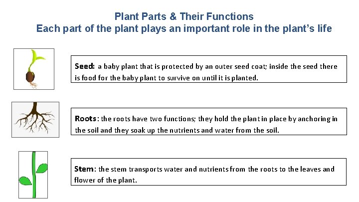 Plant Parts & Their Functions Each part of the plant plays an important role