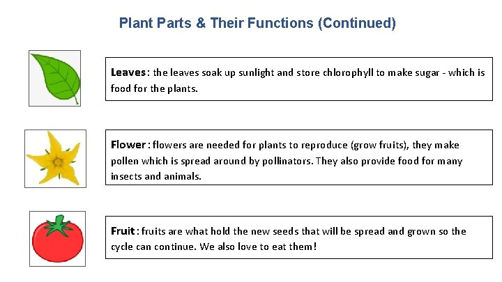 Plant Parts & Their Functions (Continued) Leaves: the leaves soak up sunlight and store