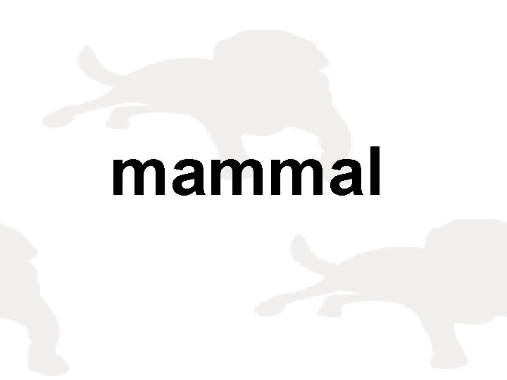 mammal 