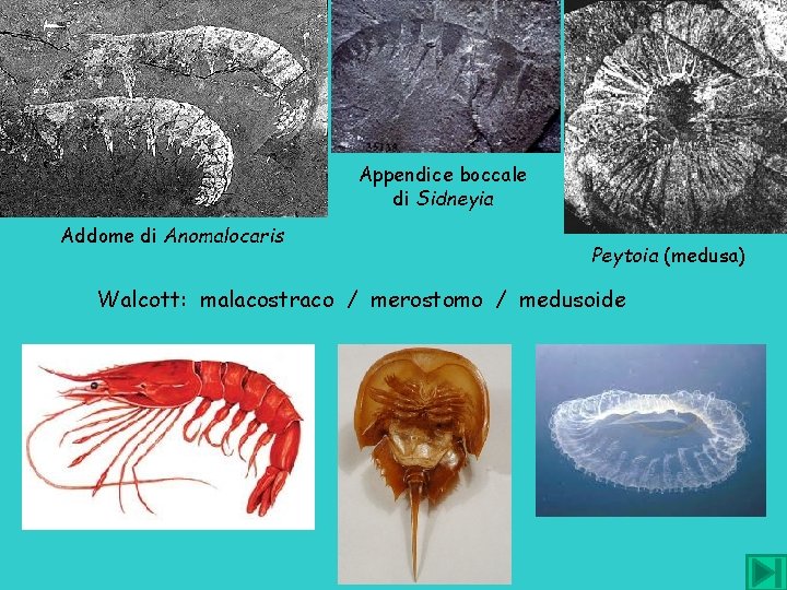 Appendice boccale di Sidneyia Addome di Anomalocaris Peytoia (medusa) Walcott: malacostraco / merostomo /