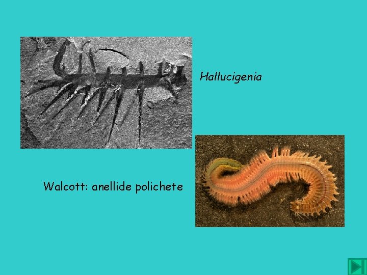 Hallucigenia Walcott: anellide polichete 