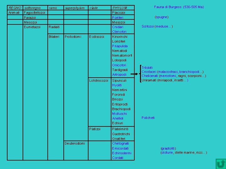 REGNO sottoregno Animali Fagocitellozoi Parazoi Mesozoi Eumetazoi ramo superphylum clade Radiati Bilateri Protostomi Ecdisozoi