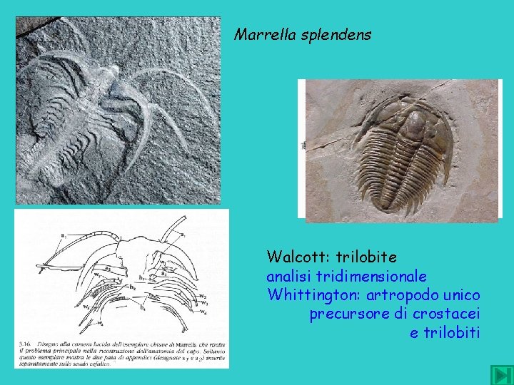 Marrella splendens Walcott: trilobite analisi tridimensionale Whittington: artropodo unico precursore di crostacei e trilobiti