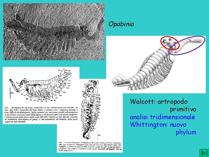 Opabinia Walcott: artropodo primitivo analisi tridimensionale Whittington: nuovo phylum 