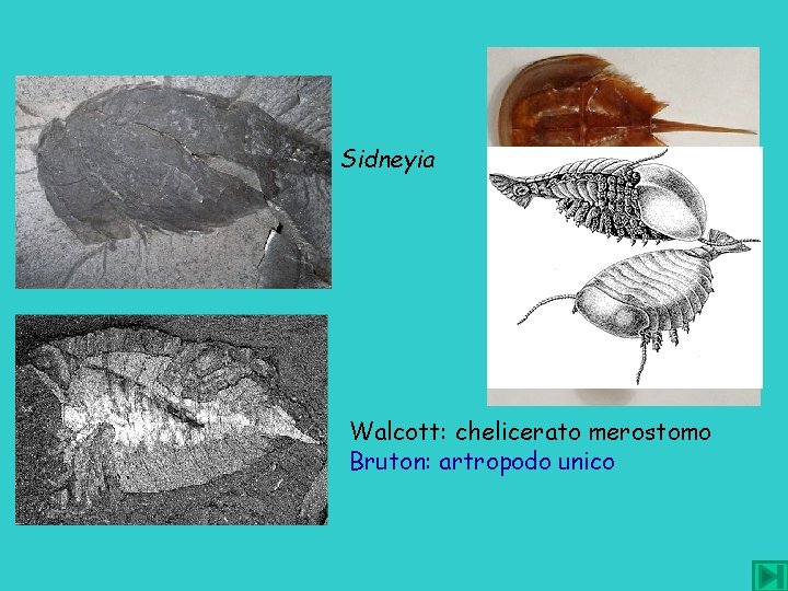 Sidneyia Walcott: chelicerato merostomo Bruton: artropodo unico 