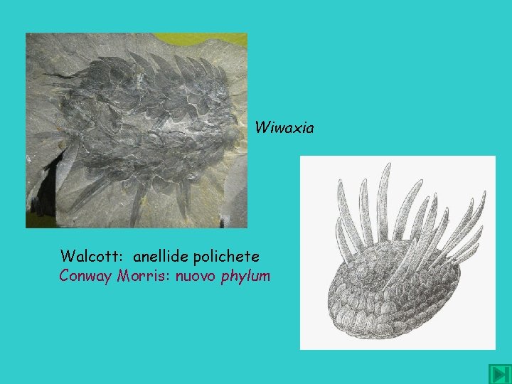 Wiwaxia Walcott: anellide polichete Conway Morris: nuovo phylum 