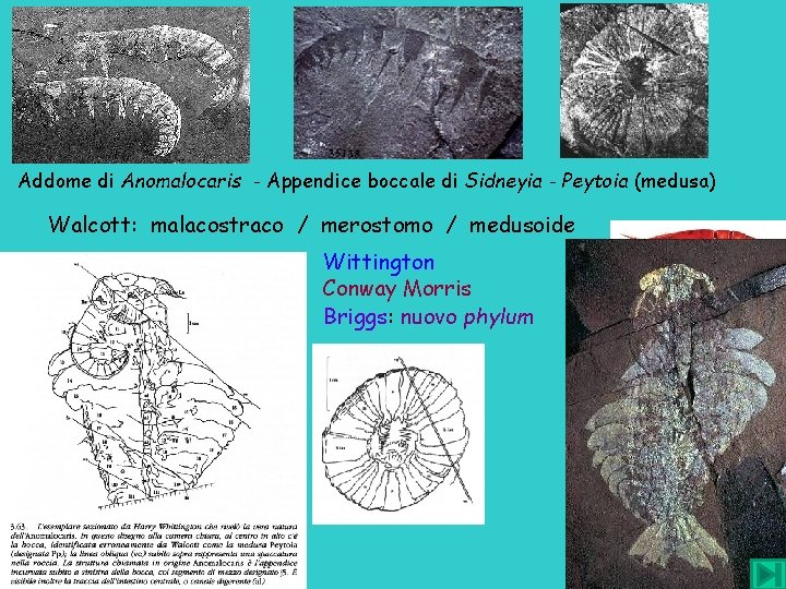 Addome di Anomalocaris - Appendice boccale di Sidneyia - Peytoia (medusa) Walcott: malacostraco /