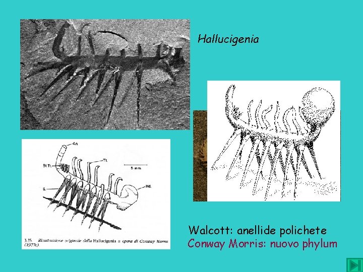 Hallucigenia Walcott: anellide polichete Conway Morris: nuovo phylum 