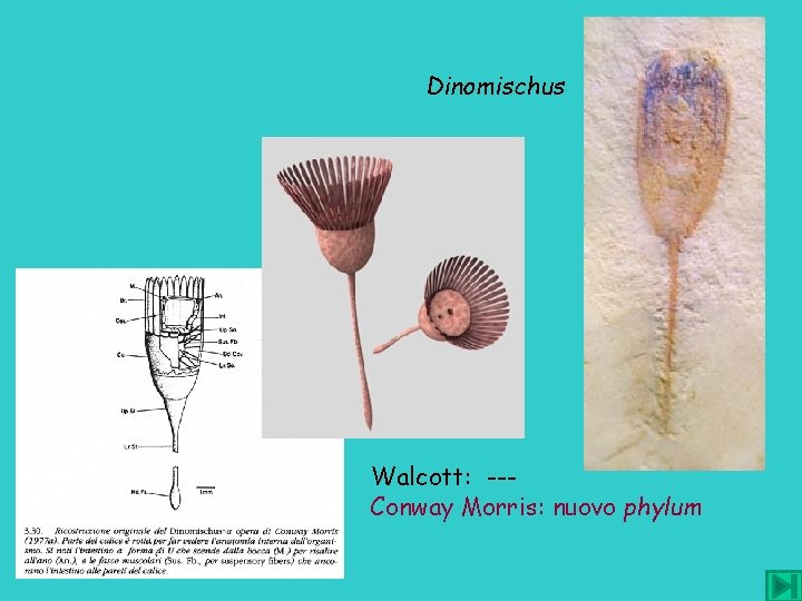 Dinomischus Walcott: --Conway Morris: nuovo phylum 