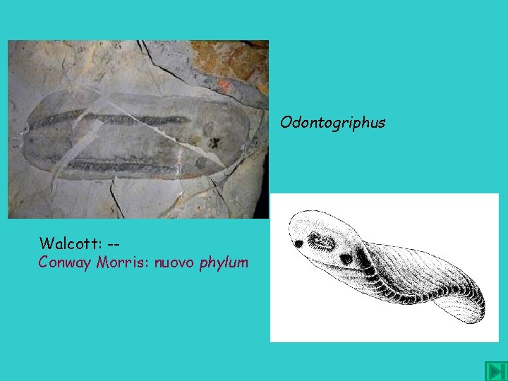 Odontogriphus Walcott: -Conway Morris: nuovo phylum 