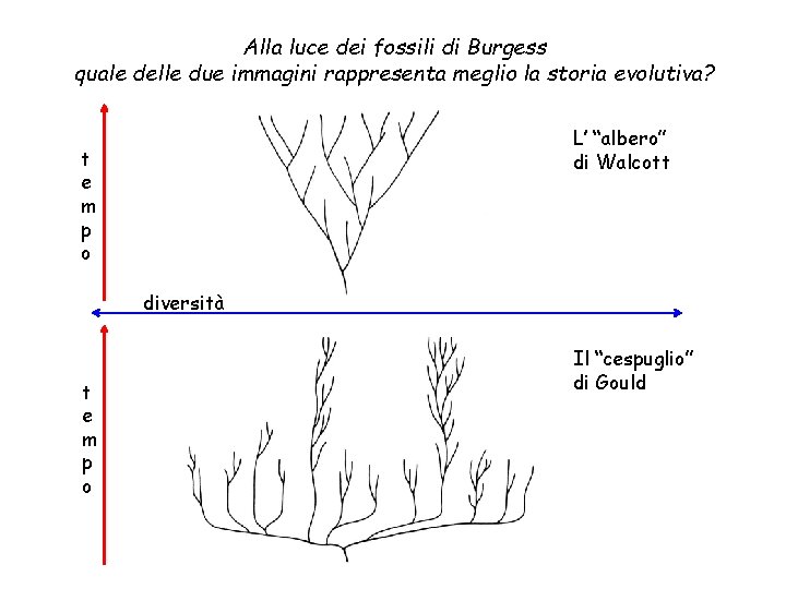 Alla luce dei fossili di Burgess quale delle due immagini rappresenta meglio la storia