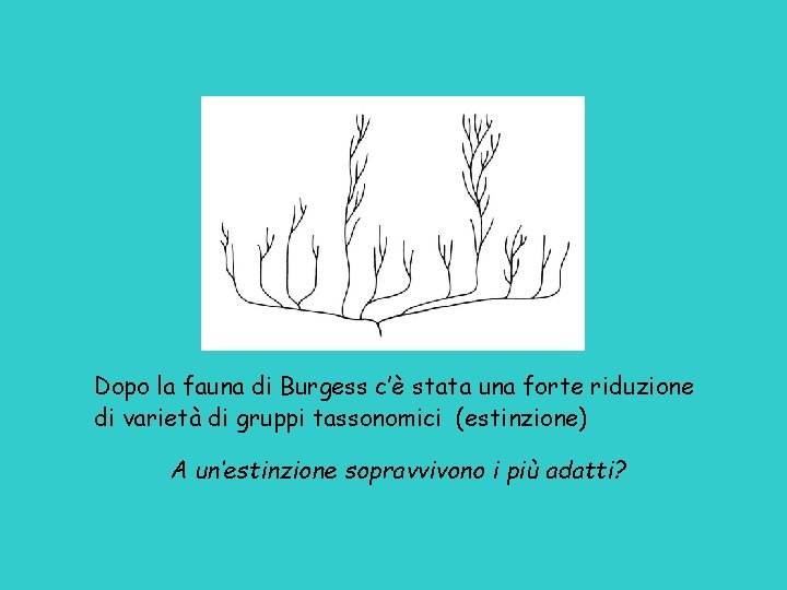 Dopo la fauna di Burgess c’è stata una forte riduzione di varietà di gruppi