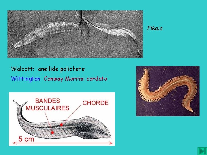 Pikaia Walcott: anellide polichete Wittington Conway Morris: cordato 