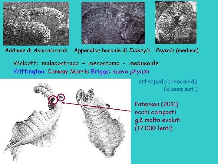 Addome di Anomalocaris - Appendice boccale di Sidneyia - Peytoia (medusa) Walcott: malacostraco –