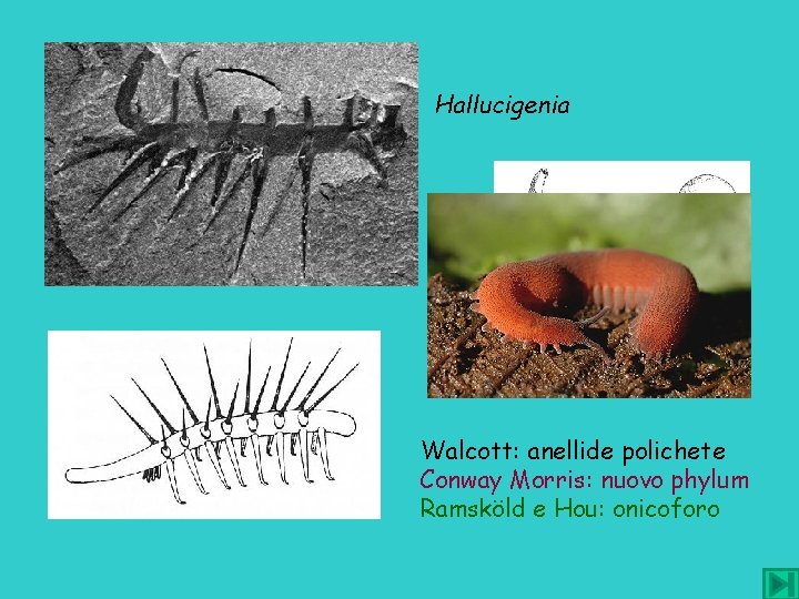 Hallucigenia Walcott: anellide polichete Conway Morris: nuovo phylum Ramsköld e Hou: onicoforo 