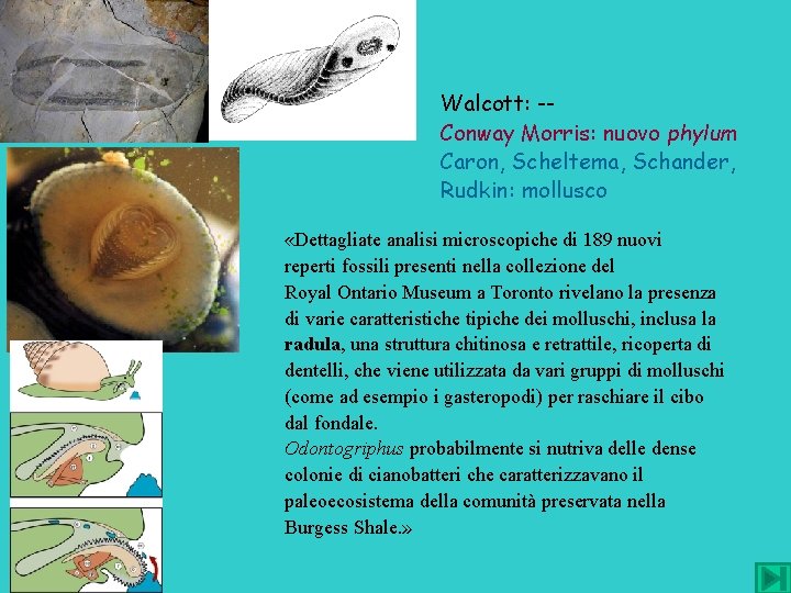 Walcott: -Conway Morris: nuovo phylum Caron, Scheltema, Schander, Rudkin: mollusco «Dettagliate analisi microscopiche di