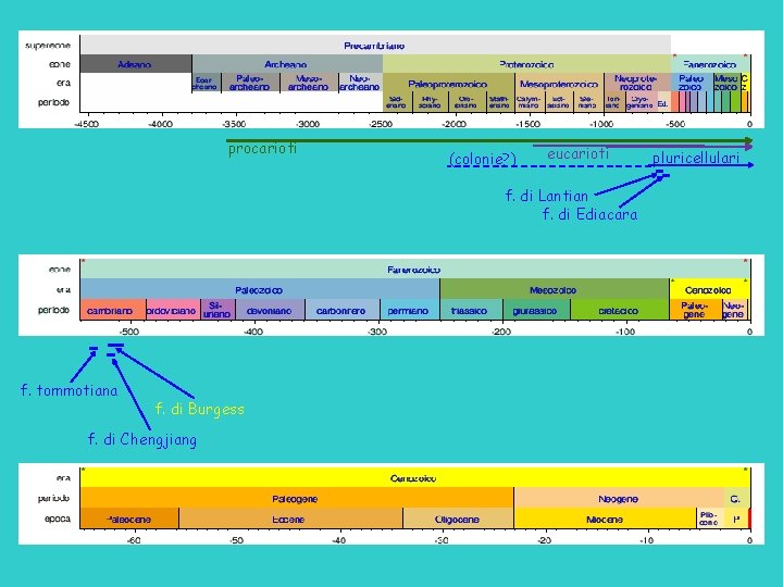 procarioti (colonie? ) eucarioti f. di Lantian f. di Ediacara f. tommotiana f. di