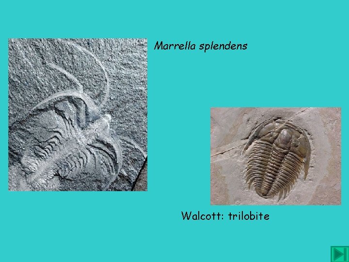 Marrella splendens Walcott: trilobite 