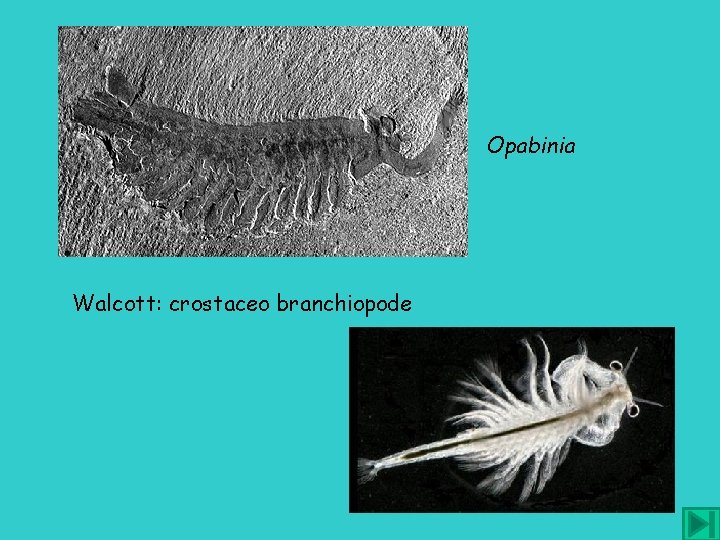 Opabinia Walcott: crostaceo branchiopode 